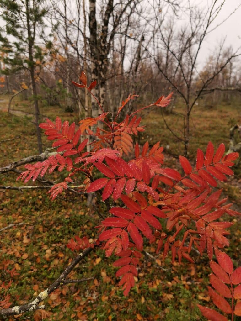 Red leaves on a birch tree in autumn.