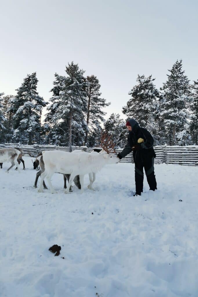 A woman is feeding reindeer during reindeer farm visit in Enontekiö Lapland.