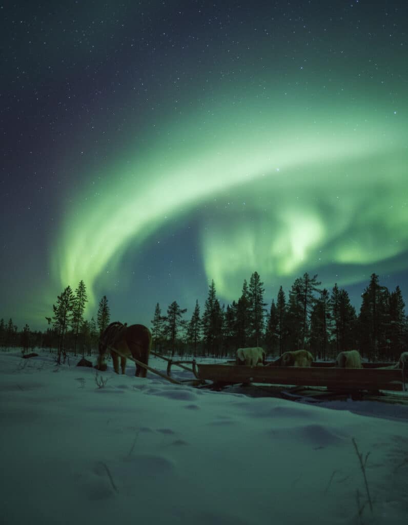 Northern Lights sleigh ride in Lapland with a Finnhorse under a dancing Arctic sky.